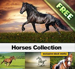 高清的俊马图片：Horses Collection